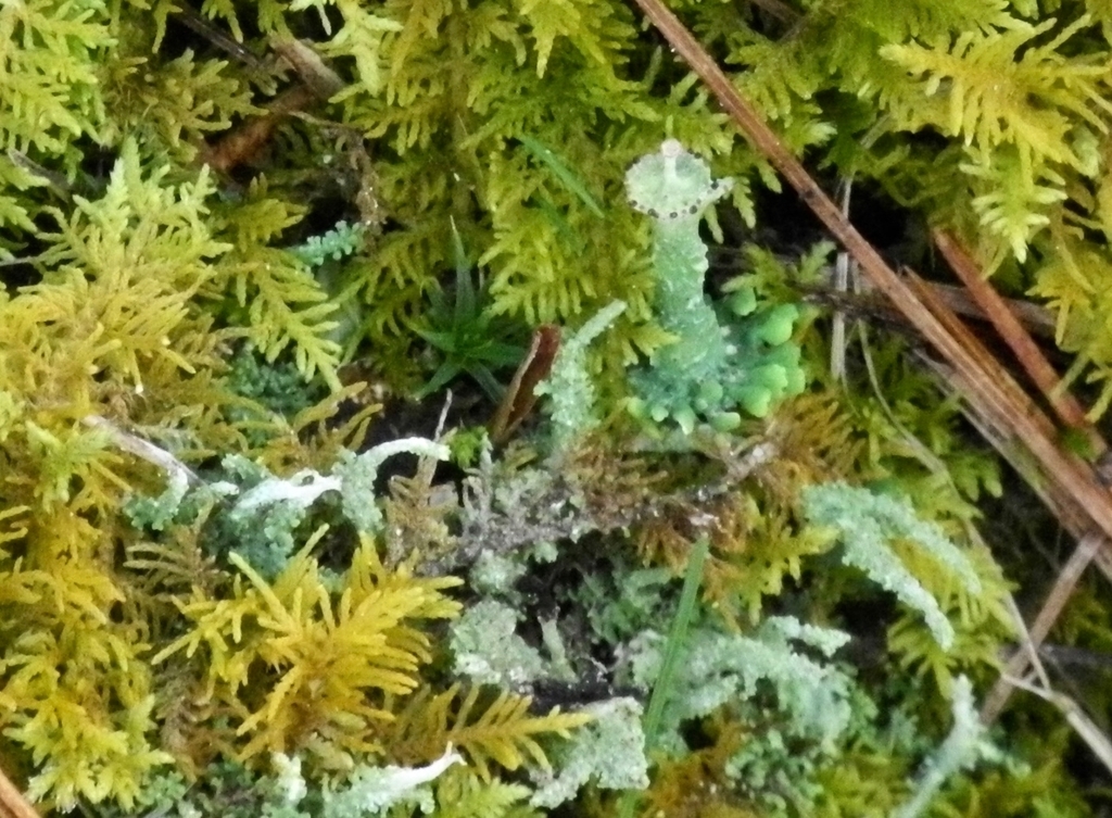 Cladonie grêle (Cladonia gracilis)