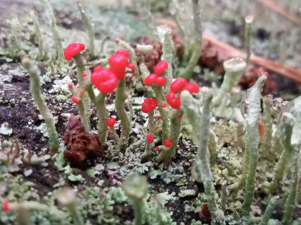 Cladonie mince (Cladonia macilenta)