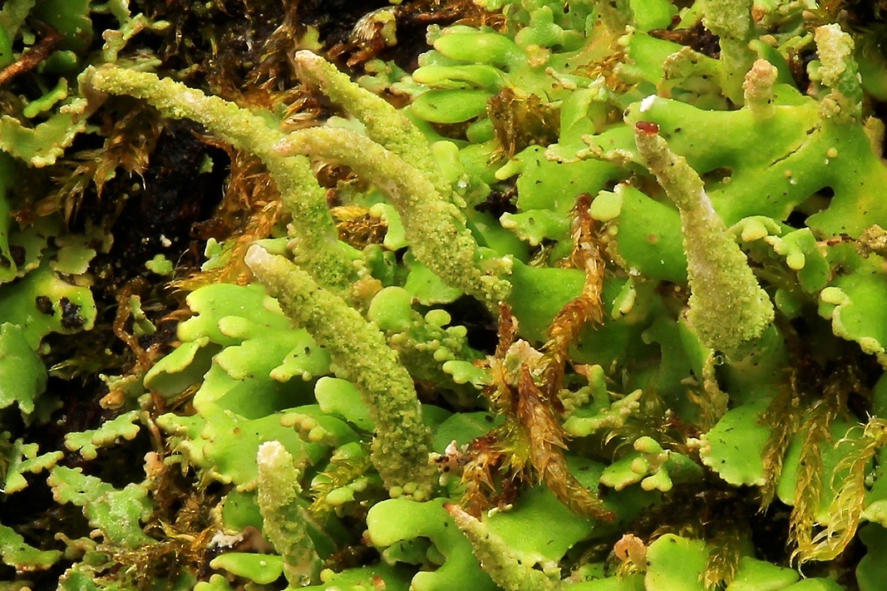 Cladonie ocrée (Cladonia ochrochlora)