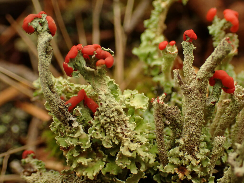 Cladonie pâquerette (Cladonia bellidiflora)