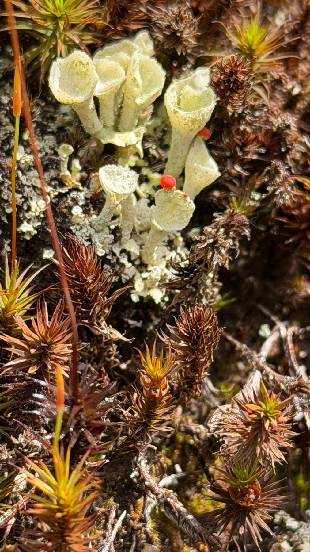 Cladonie penchée (Cladonia pleurota)