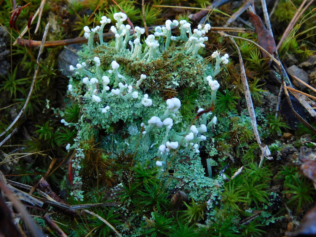 Cladonie pézize (Cladonia peziziformis)