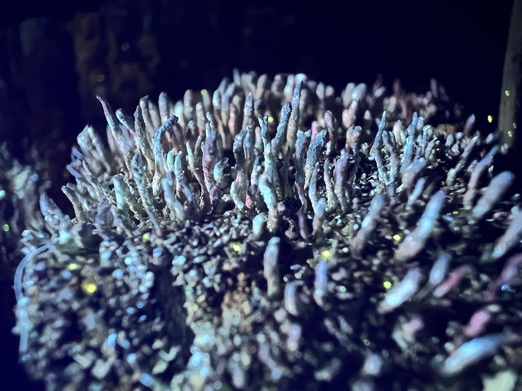 Cladonie poudrière (Cladonia coniocraea)