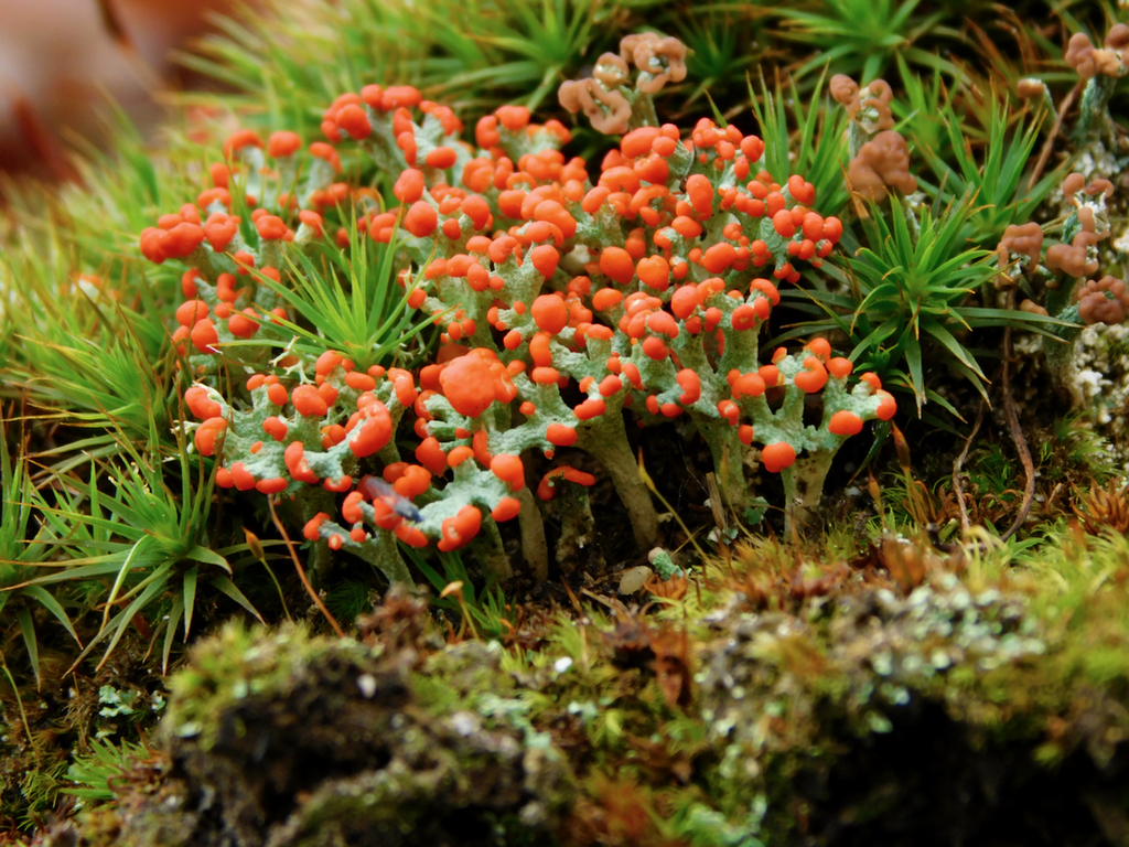 Cladonie soldat britannique (Cladonia cristatella)