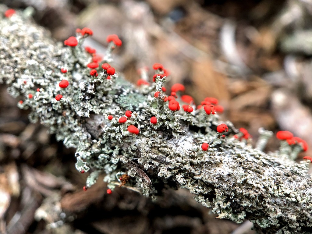Cladonie soldats britanniques graveleux (Cladonia floerkeana)