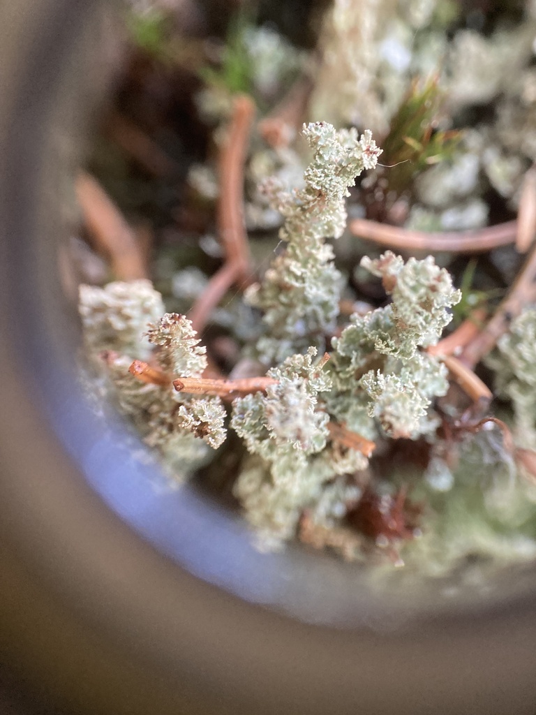 Cladonie squameuse (Cladonia squamosa)