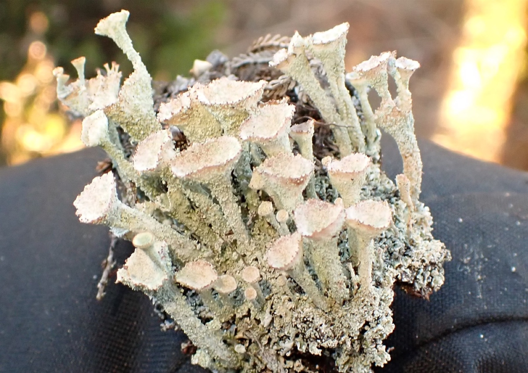 Cladonie vert foncé (Cladonia chlorophaea)