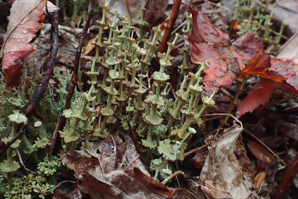 Cladonie verticillée (Cladonia verticillata)