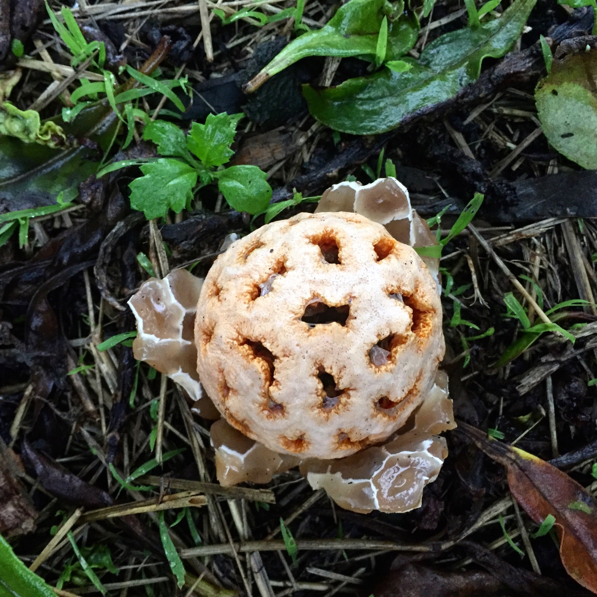 Clathre rouge (Clathrus ruber)