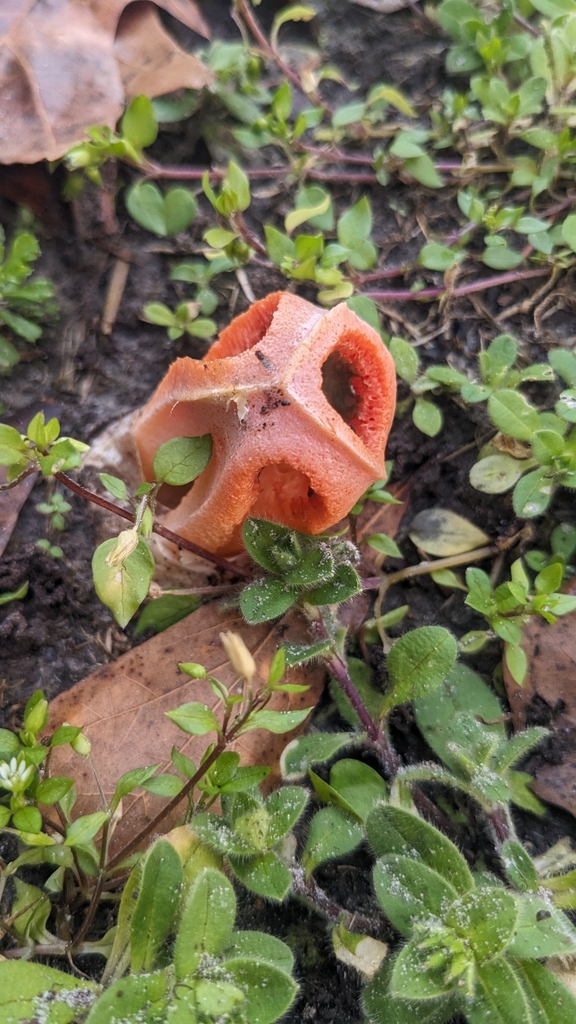 Clathrus columnatus (Clathrus columnatus)