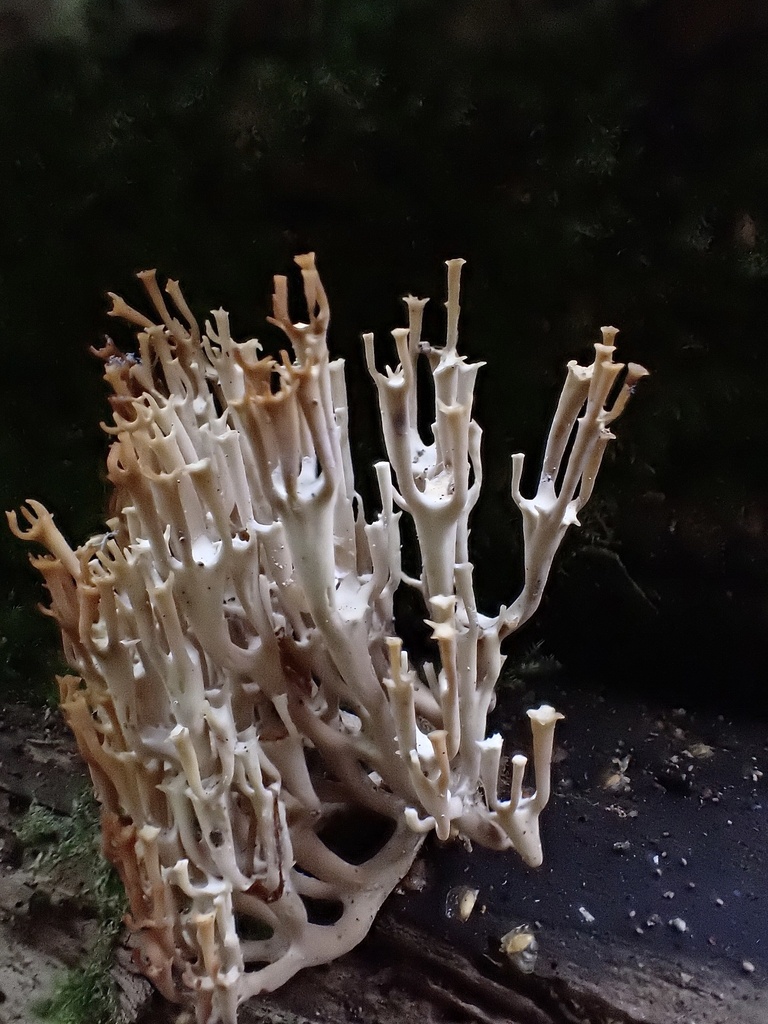 Clavaire à chandeliers (Artomyces pyxidatus)