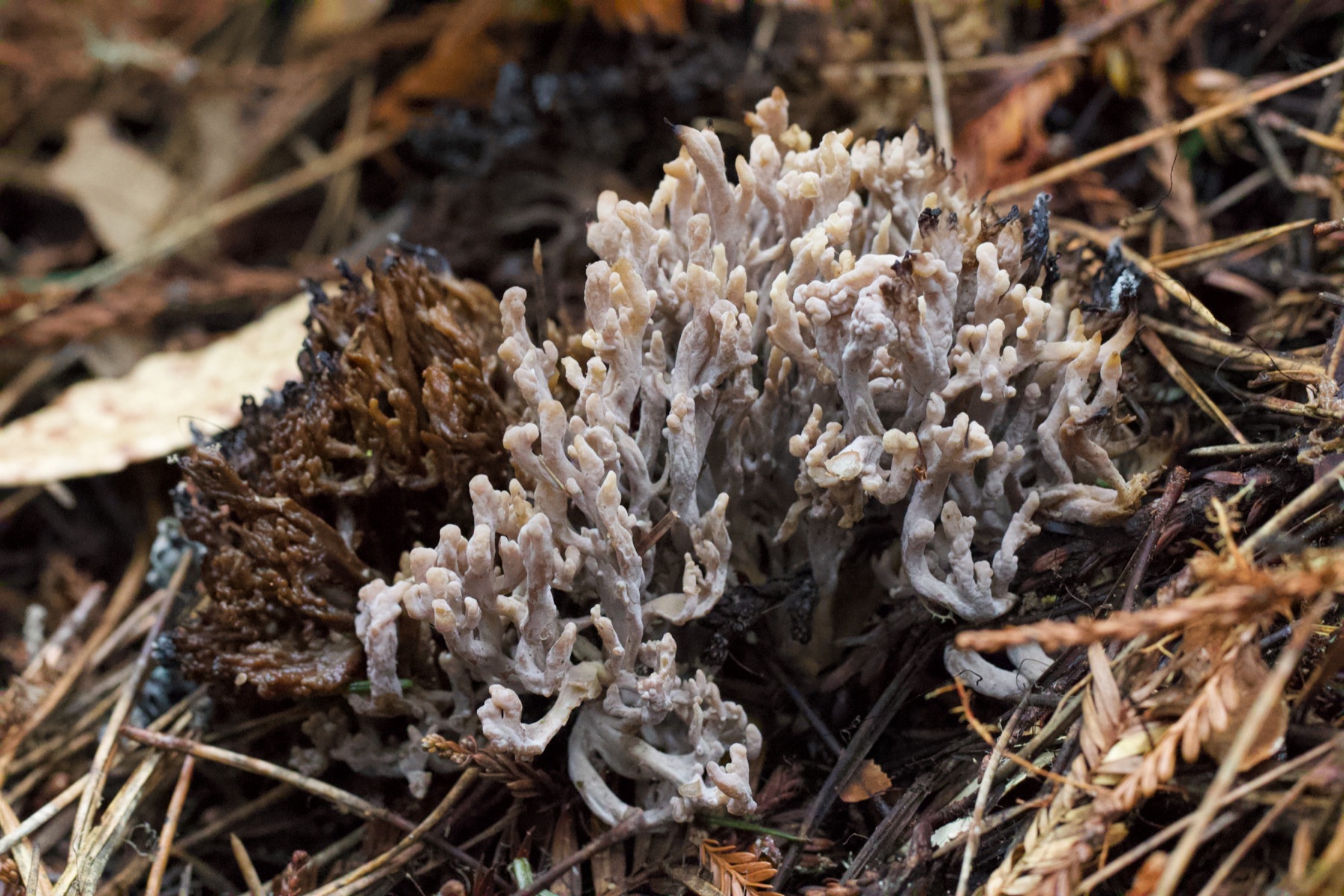 Clavaire cendrée (Clavulina cinerea)