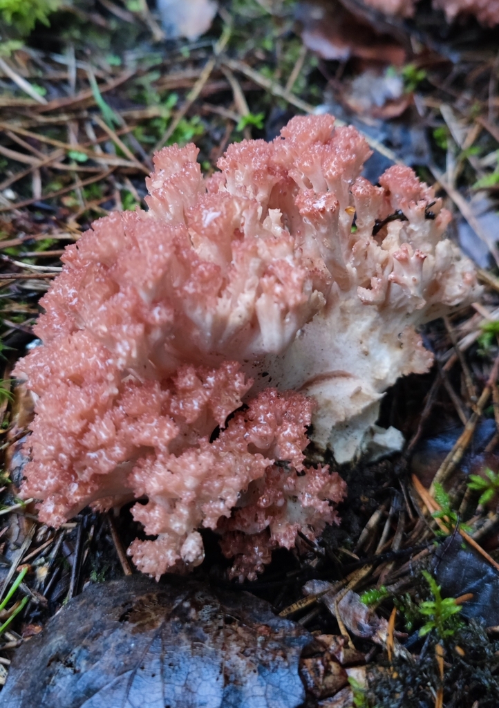 Clavaire chou-fleur (Ramaria botrytis)