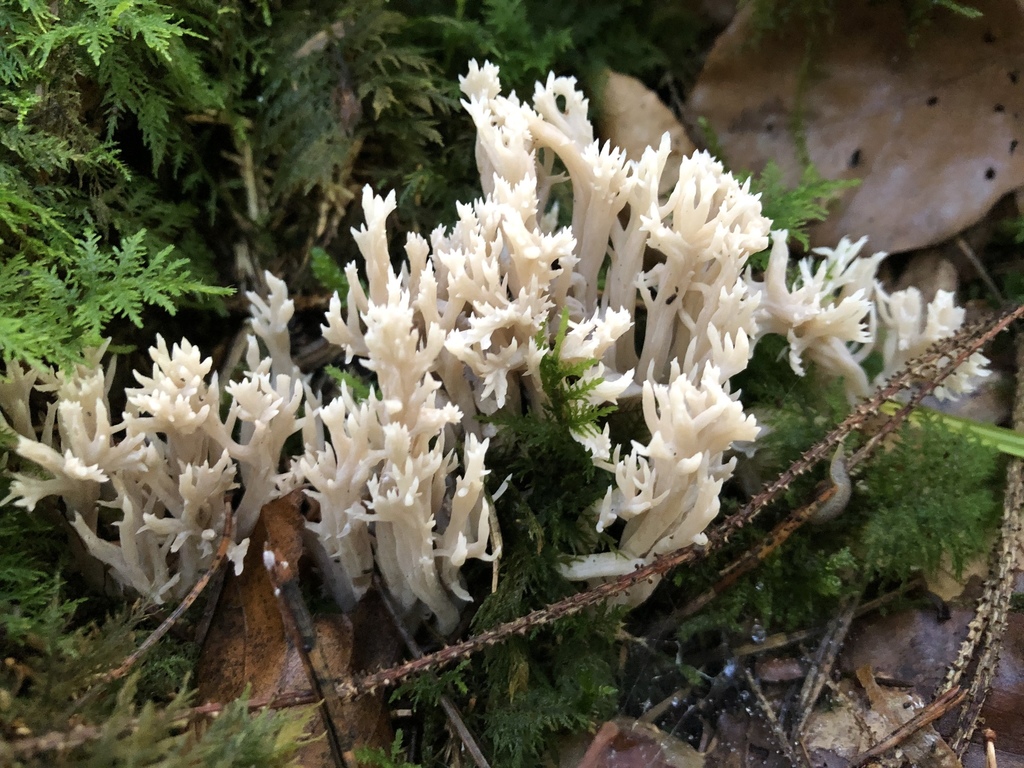 Clavaire crête-de-coq (Clavulina cristata)
