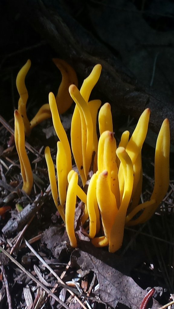 Clavaire en fuseau (Clavulinopsis fusiformis)