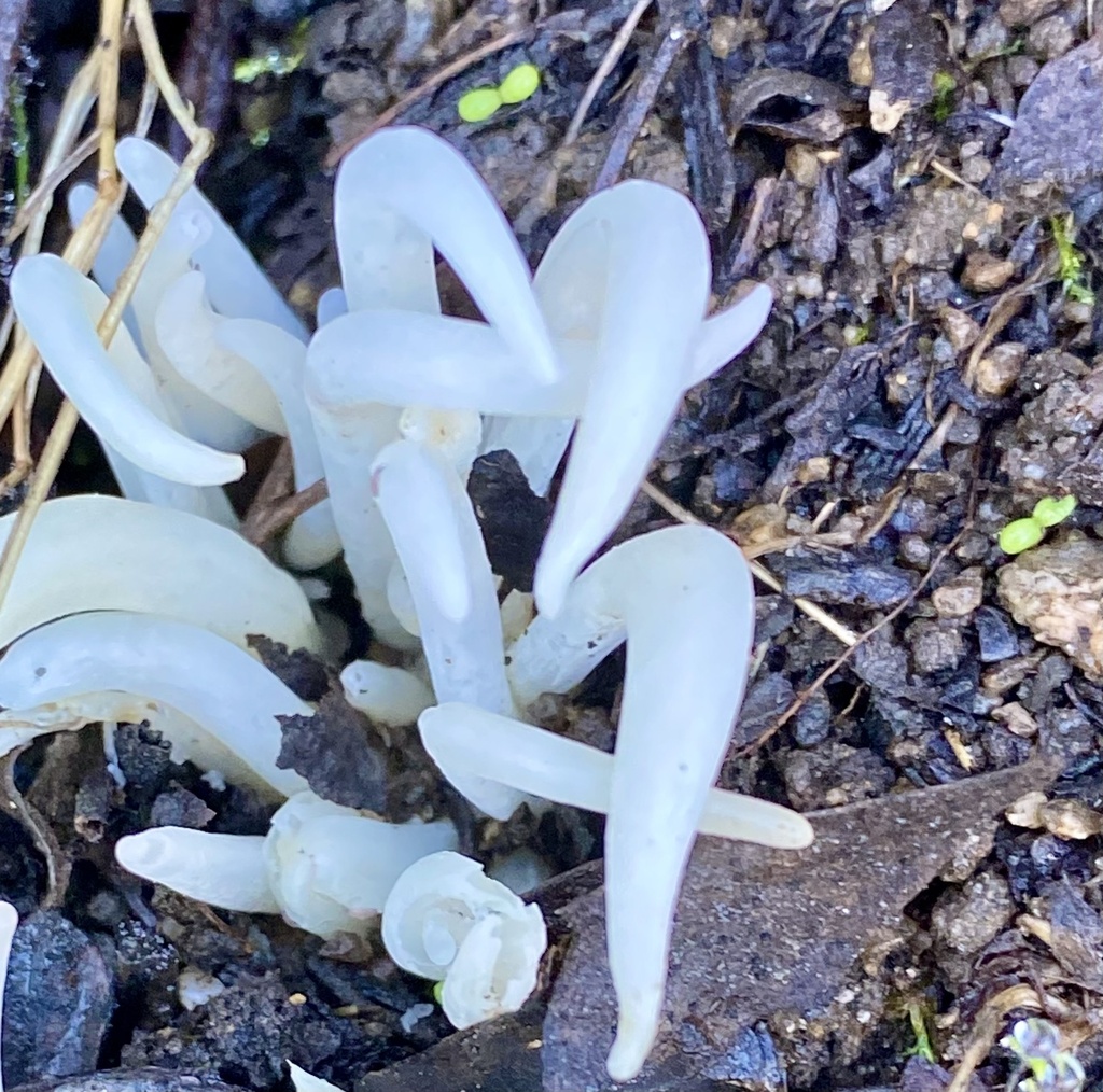 Clavaire fragile (Clavaria fragilis)