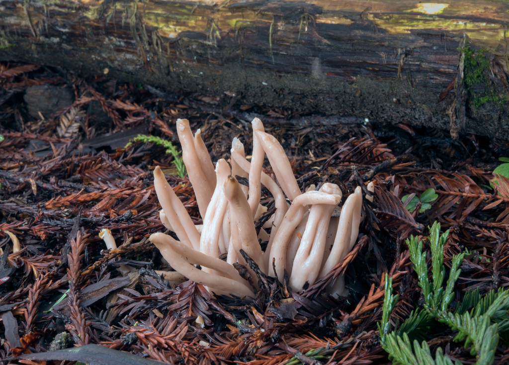 Clavaire fuligineuse (Clavaria fumosa)