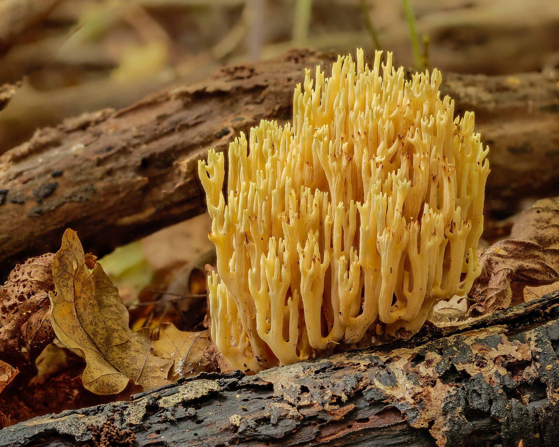 Clavaire jolie (Ramaria formosa)
