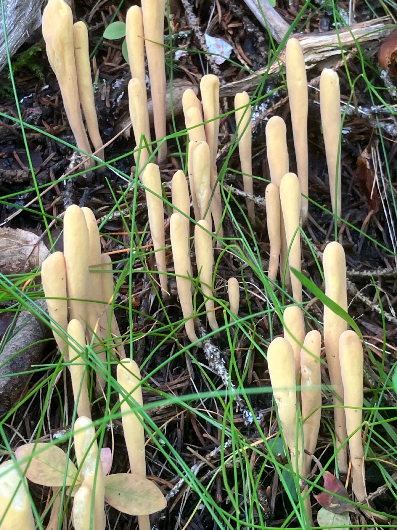 Clavaire petite langue (Clavariadelphus ligula)