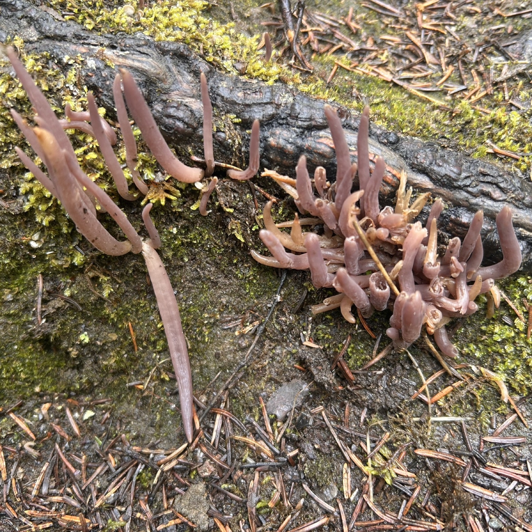 Clavaire pourprée (Alloclavaria purpurea)