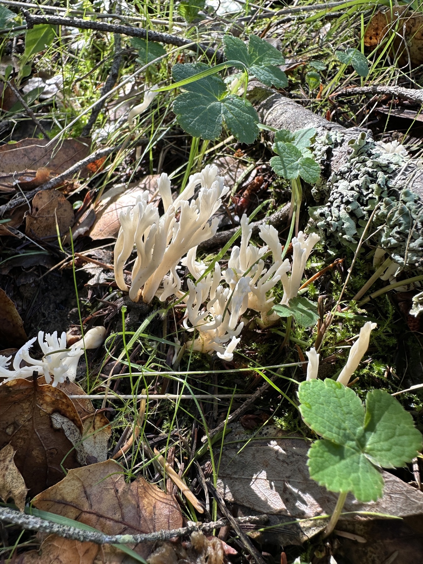 Clavaire rugueuse (Clavulina rugosa)