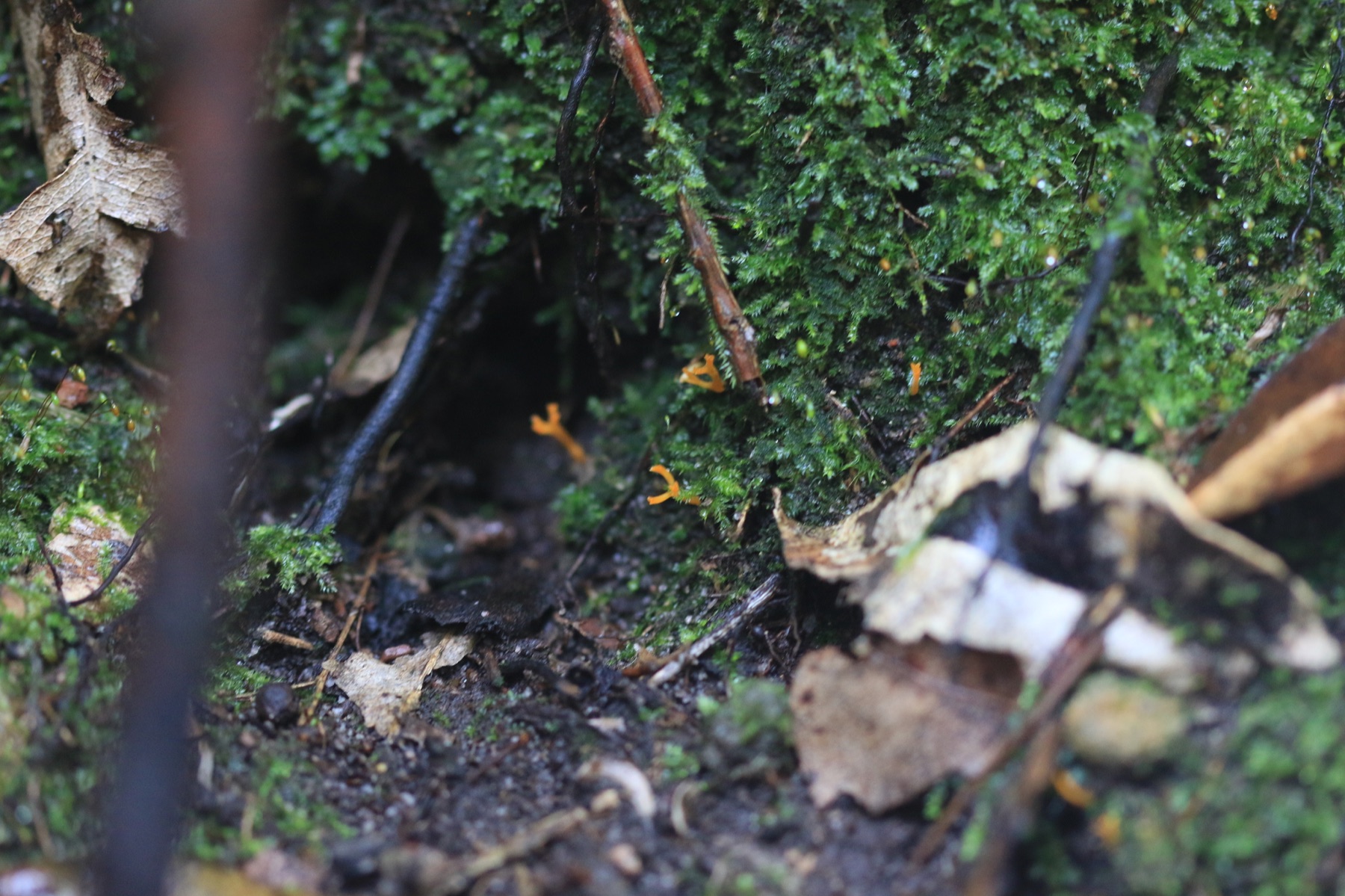 Clavaire safran (Ramariopsis crocea)