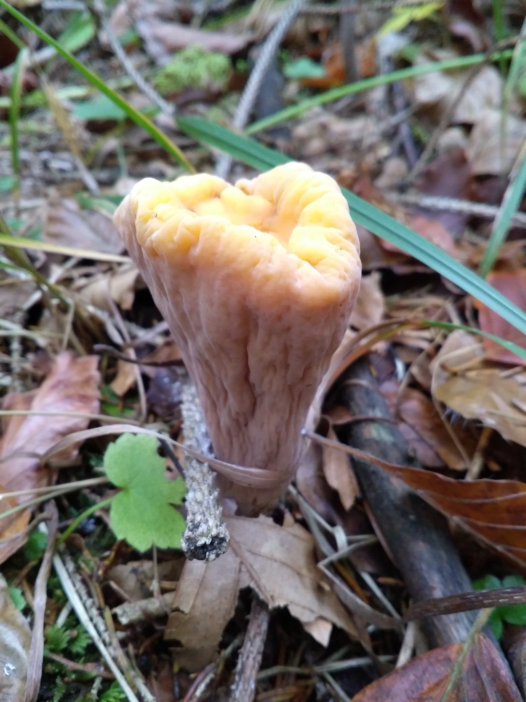 Clavaire tronquée (Clavariadelphus truncatus)