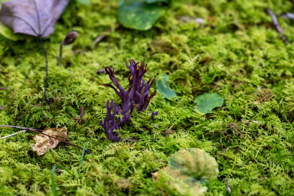 Clavaire violette (Clavaria zollingeri)