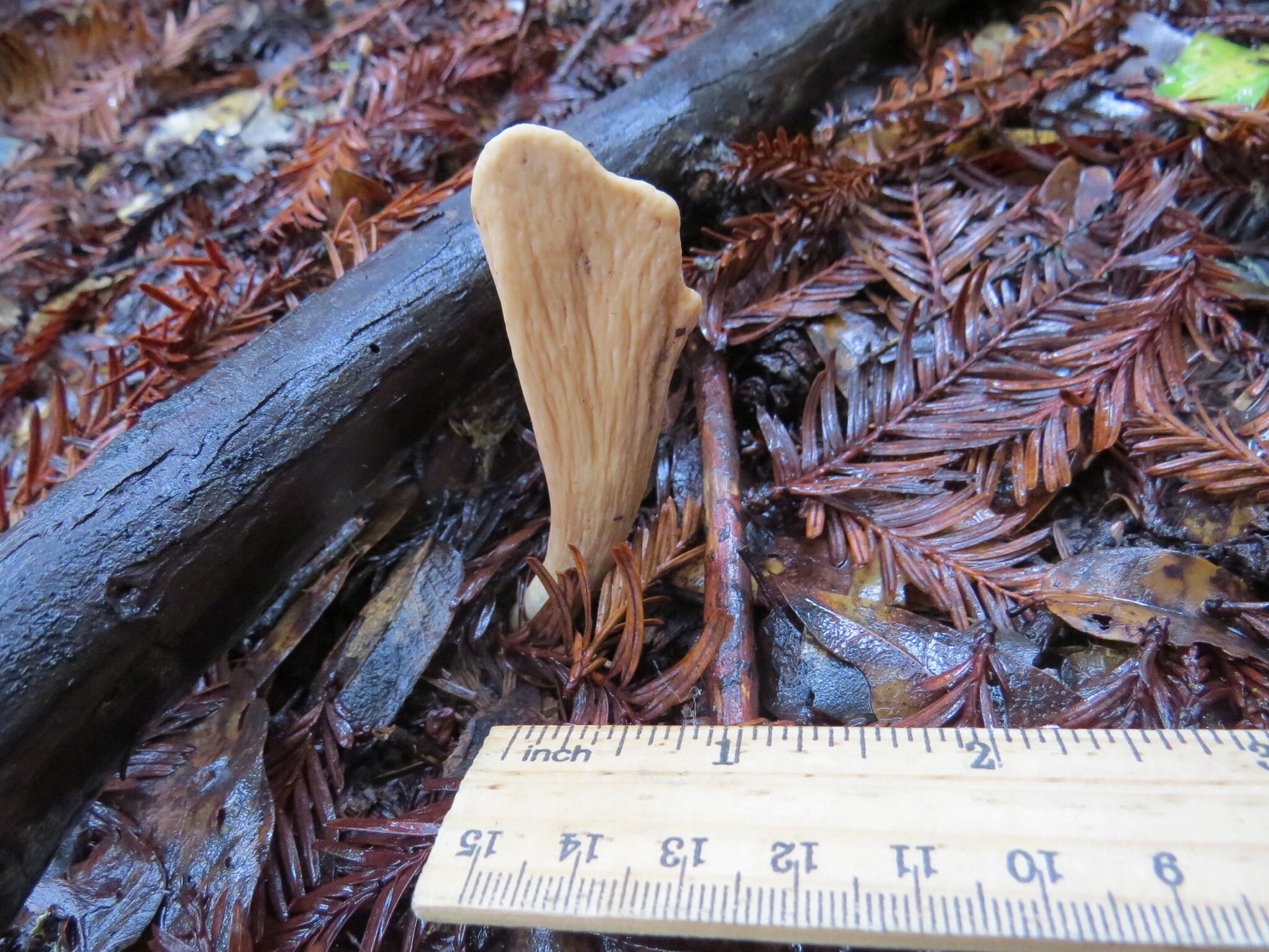 Clavariadelphus occidentalis (Clavariadelphus occidentalis)