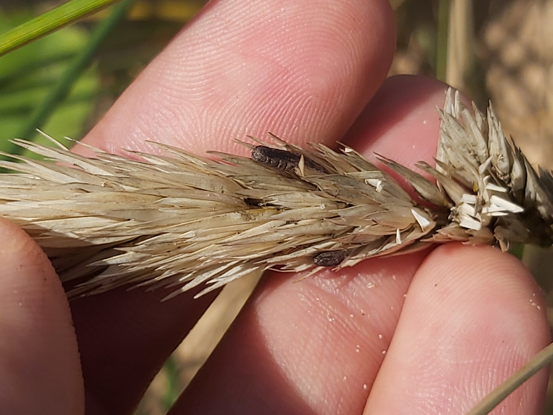 Ergot du seigle (Claviceps purpurea)