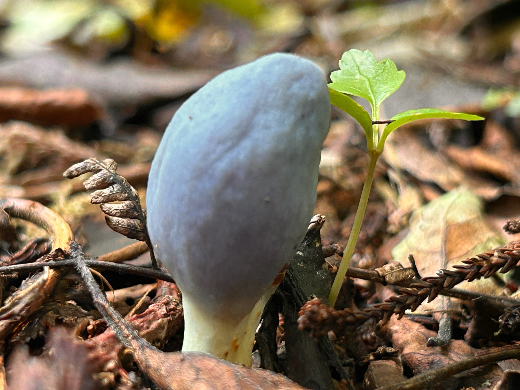 Clavogaster virescens (Clavogaster virescens)