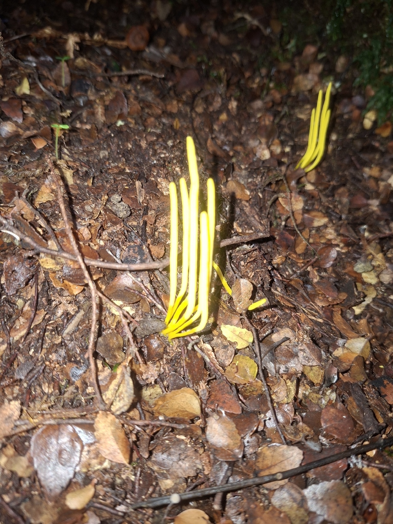 Clavulinopsis amoena (Clavulinopsis amoena)