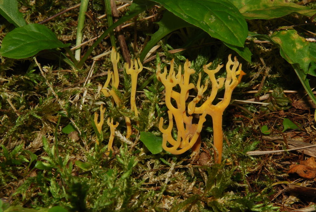 Clavulinopsis corniculée (Clavulinopsis corniculata)