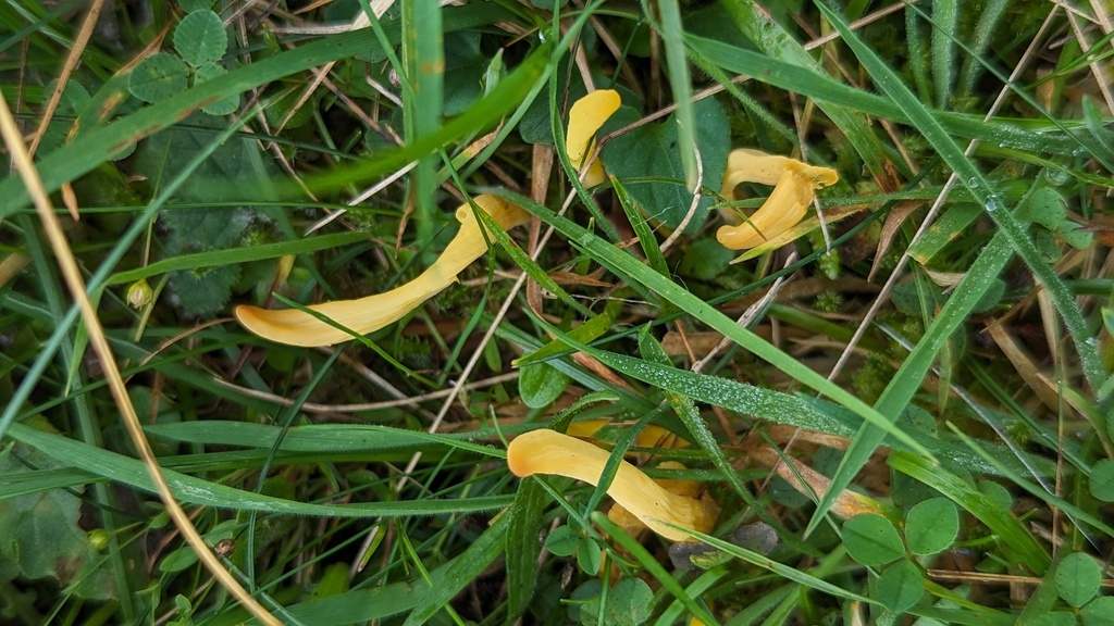Clavulinopsis jaune d’œuf (Clavulinopsis helvola)