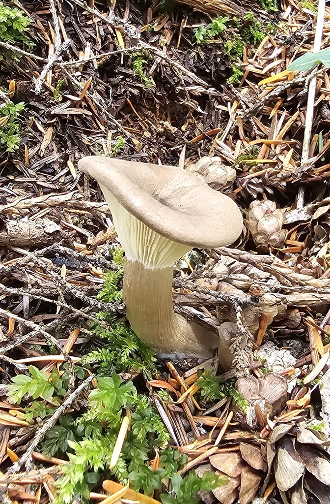 Clitocybe à pied en massue (Ampulloclitocybe clavipes)