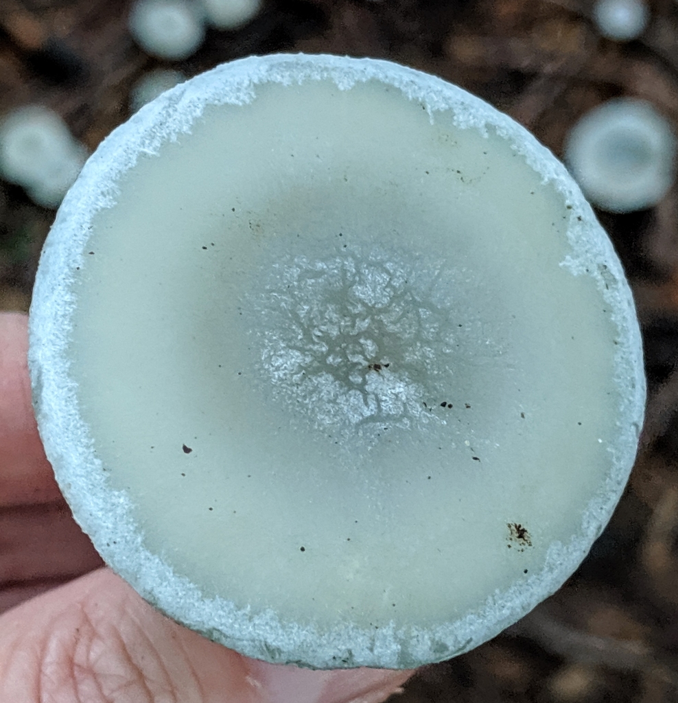 Clitocybe anisé (Clitocybe odora)
