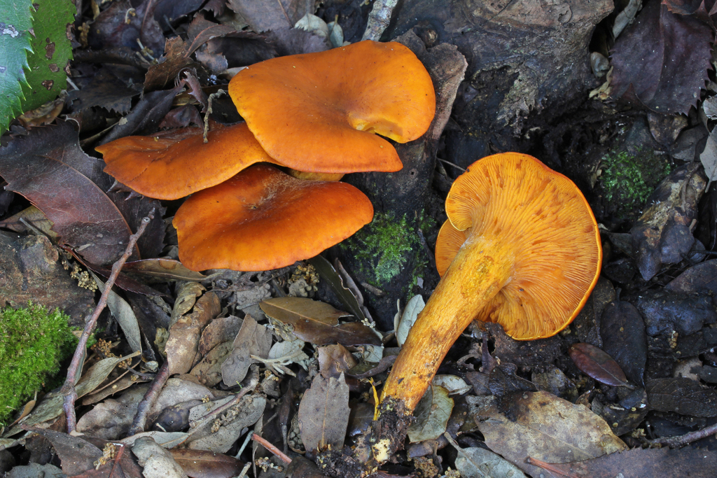 Clitocybe de l’olivier (Omphalotus olearius)