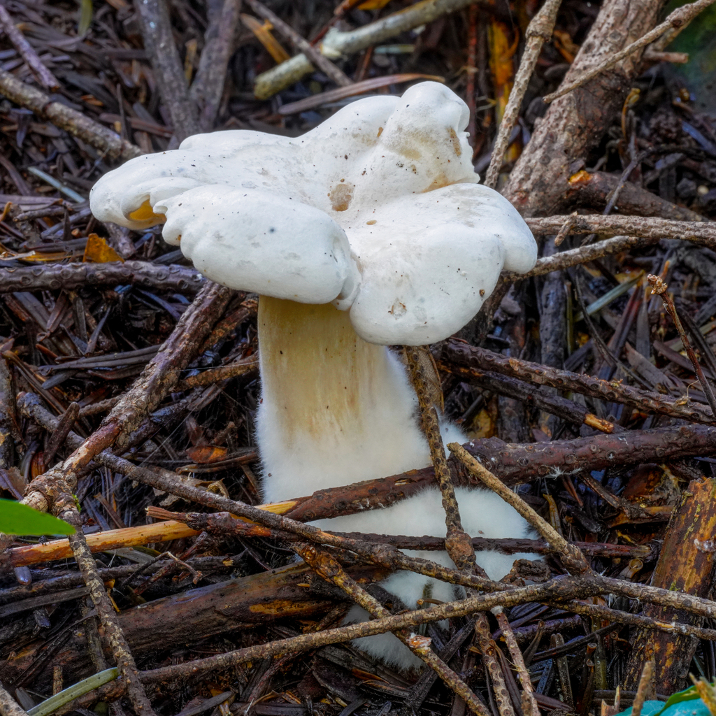 Clitocybe des feuilles (Clitocybe phyllophila)