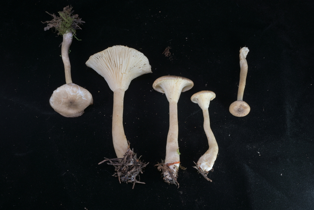 Clitocybe en entonnoir (Infundibulicybe gibba)