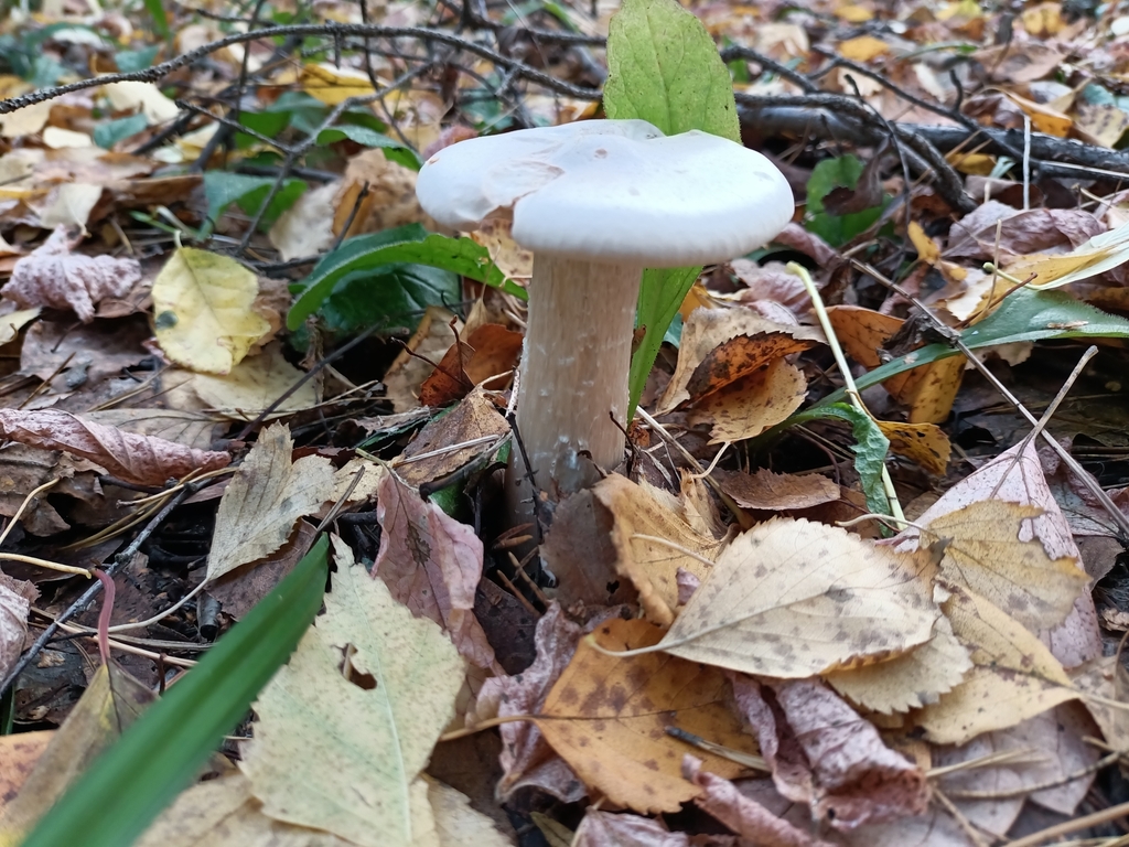 Clitocybe géotrope (Infundibulicybe geotropa)