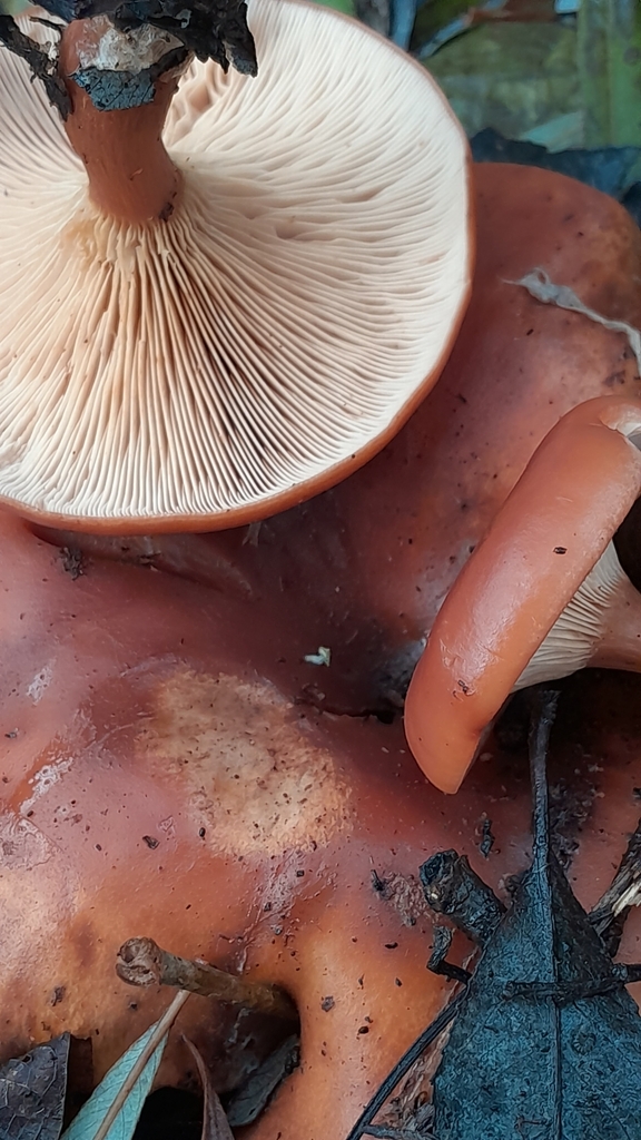 Clitocybe inversé (Paralepista flaccida)