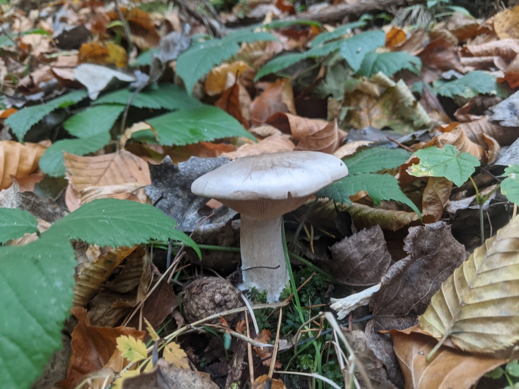 Clitocybe nébuleux (Clitocybe nebularis)