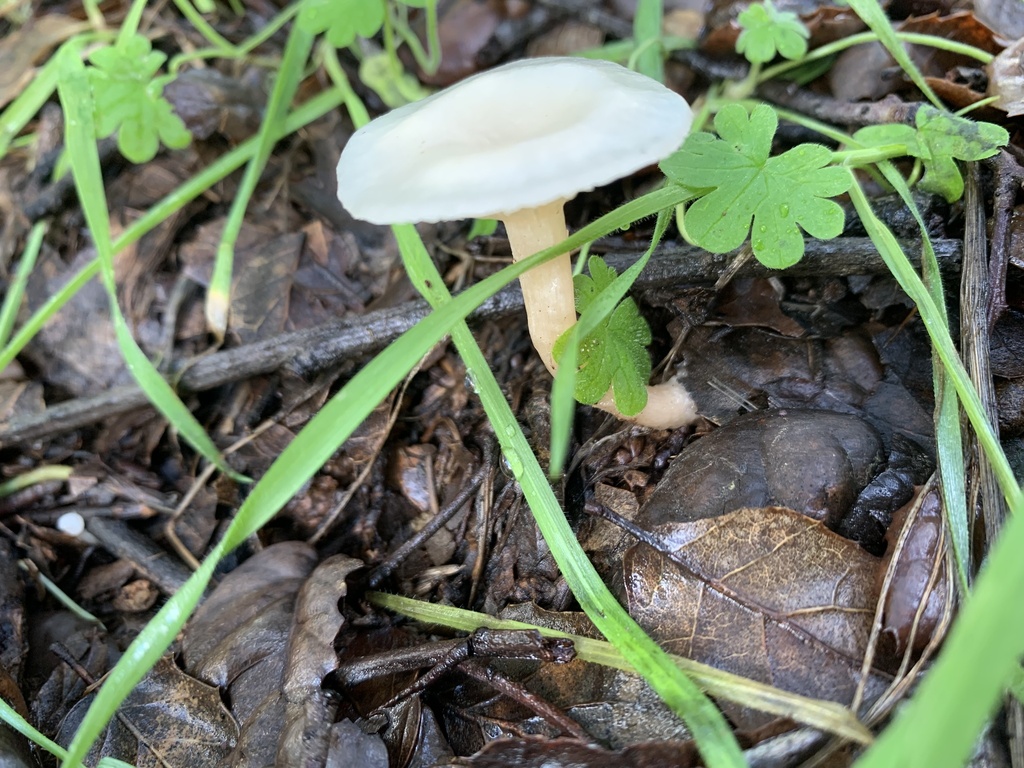 Clitocybe parfumé (Clitocybe fragrans)
