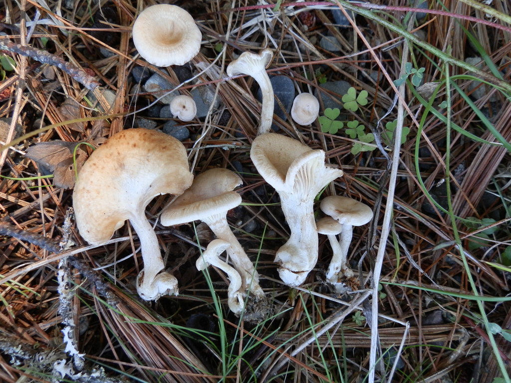 Clitocybe rivuleux (Clitocybe rivulosa)