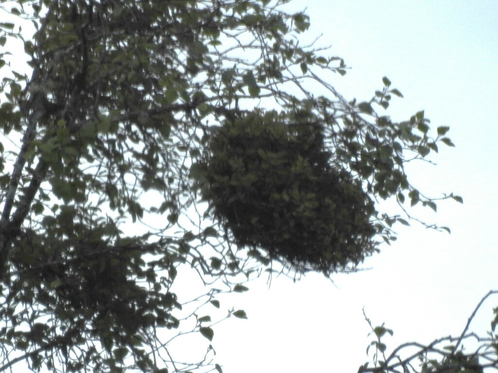 Cloque à balais de sorcière du bouleau (Taphrina betulina)