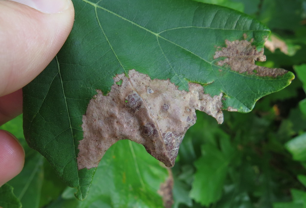 Cloque des chênes (Taphrina caerulescens)