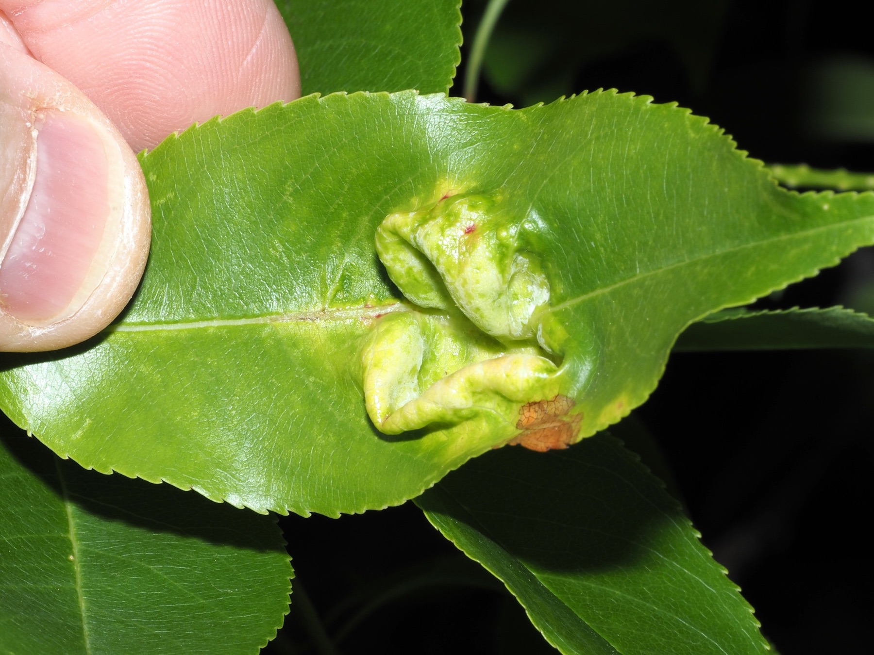 Cloque du merisier tardif (Taphrina farlowii)