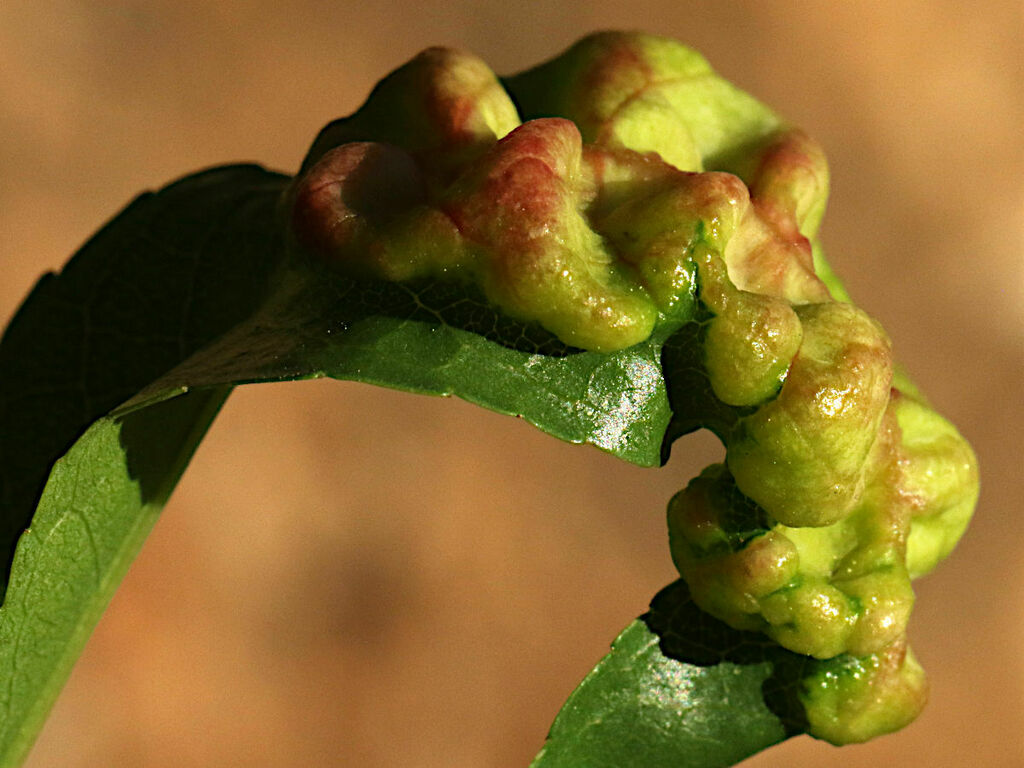 Cloque du pêcher (Taphrina deformans)