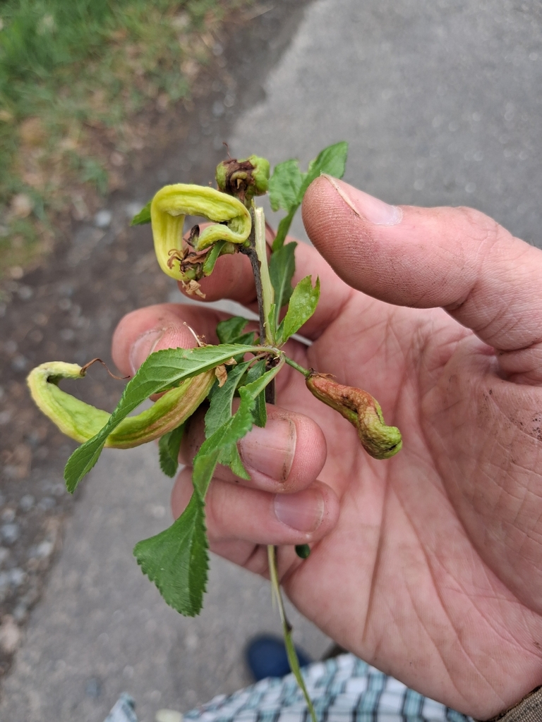 Cloque du prunier (Taphrina pruni)