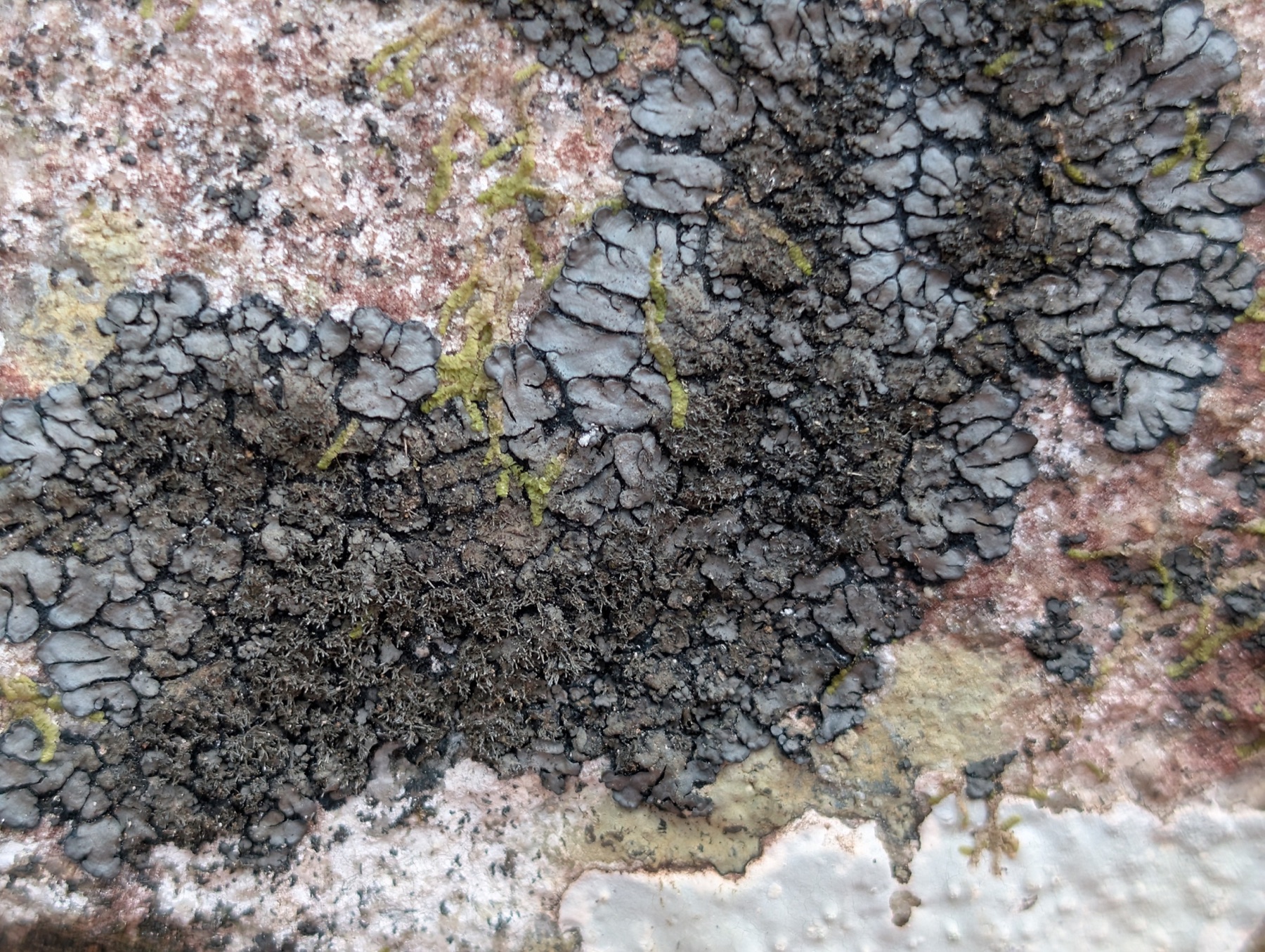Coccocarpia palmicola (Coccocarpia palmicola)